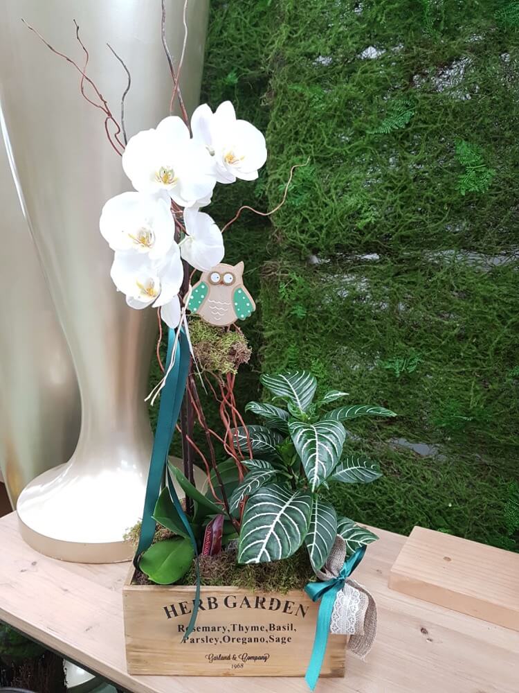 La Pergola Floristeria Almoradi Plantas para regalar 20190130_125413